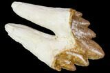 Basilosaur (Primitive Whale) Tooth - Dakhla, Morocco #106335-1